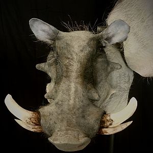 Warthog Double Pedestal Taxidermy