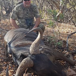 Blue Wildebeest Hunt South Africa