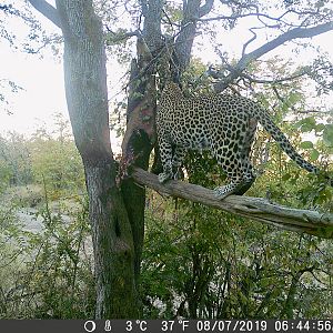 Tanzania Trail Cam Pictures Leopard