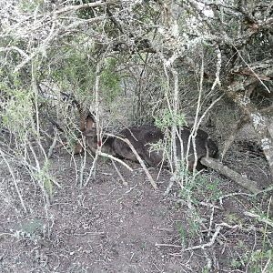 Hunting Waterbuck in South Africa