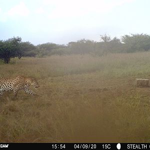 Leopard strolling by