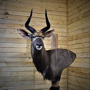 Nyala Wall Pedestal Taxidermy