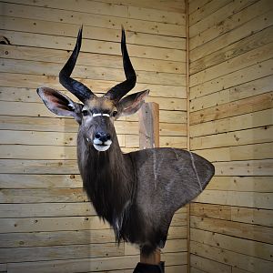 Nyala Wall Pedestal Taxidermy