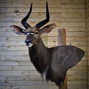 Nyala Wall Pedestal Taxidermy