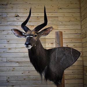 Nyala Wall Pedestal Taxidermy