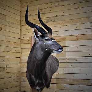 Nyala Wall Pedestal Taxidermy