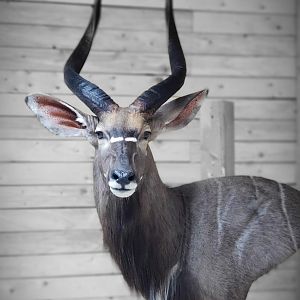 Nyala Wall Pedestal Taxidermy