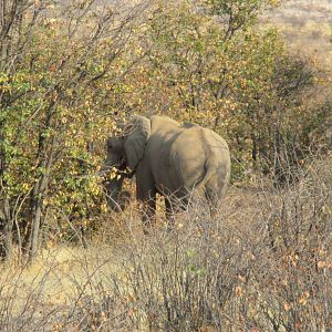 Elephant Kaokoland Namibia