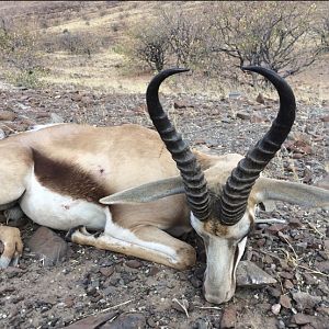 Springbok Hunting Namibia