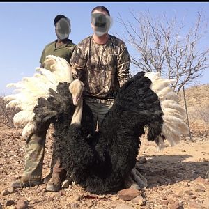 Namibia Hunt Ostrich