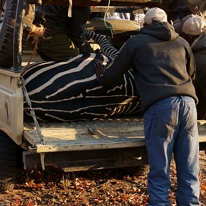 Tanzania Hunting Crawshay's Zebra