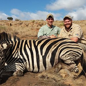 Burchell's Plain Zebra Hunt South Africa