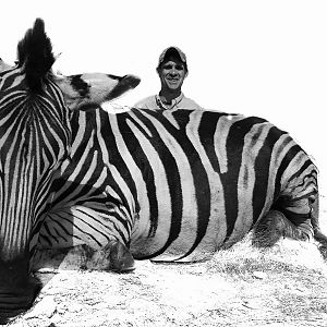 Hunt Burchell's Plain Zebra in South Africa