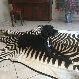 Hartmann's Mountain Zebra Rug Taxidermy