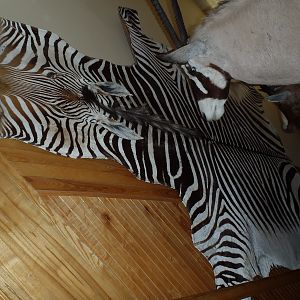 Hartmann's Mountain Zebra Rug Taxidermy