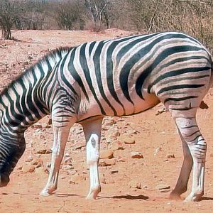 Burchell's Plain Zebra Namibia