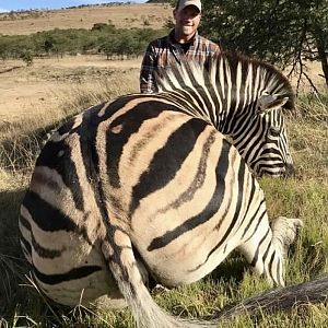 South Africa Hunting Burchell's Plain Zebra