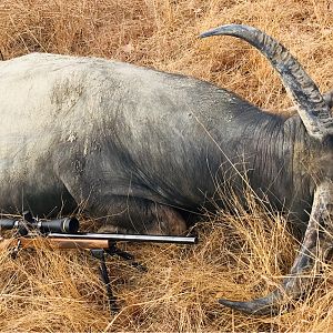 Hunting Asiatic Water Buffalo in Australia