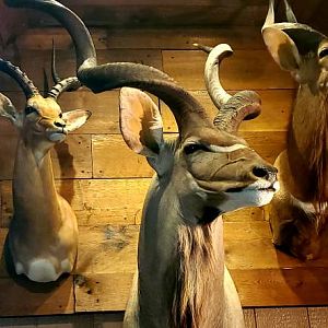 Kudu Shoulder Mount Taxidermy