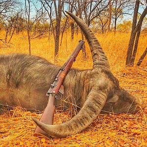 Australia Hunting Asiatic Water Buffalo