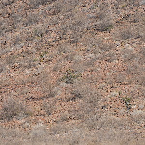 Hunt Kudu in Namibia