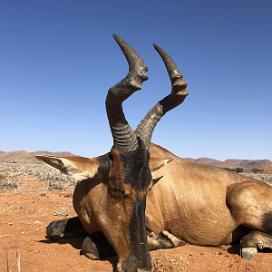 Namibia Hunting Red Hartebeest