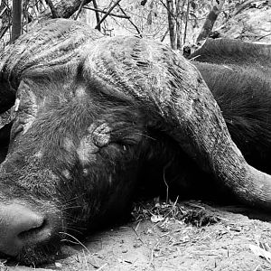 Hunt Cape Buffalo in Tanzania