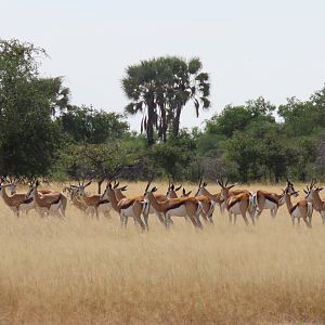 Herd of Springbuck