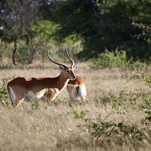 Lechwe hunting Namibia