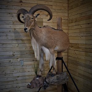 Aoudad Half Body Mount Taxidermy