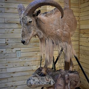 Aoudad Half Body Mount Taxidermy