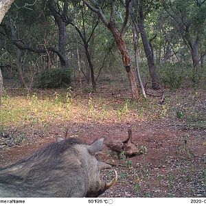 Warthog Trail Cam Pictures South Africa