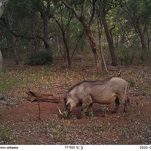 South Africa Trail Cam Pictures Warthog