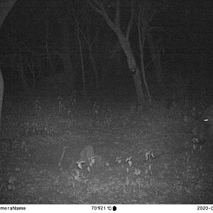 Trail Cam Pictures of Warthog in South Africa