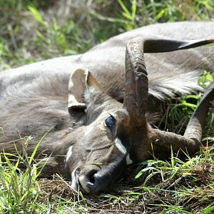 Nyala Hunt South Africa