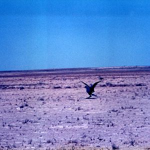 Secretary Bird at Etosha National Park in Namibia