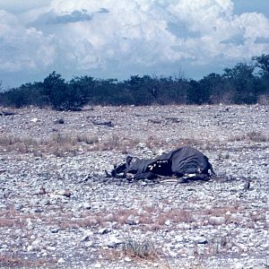 Elephant carcass at Etosha National Park in Namibia