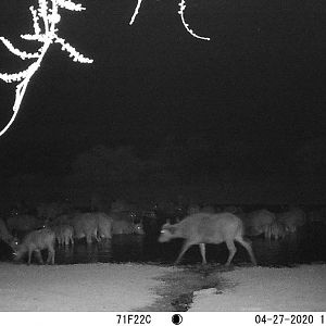 herd of buffalo