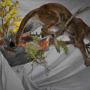 Mountain Lion Full Mount Taxidermy