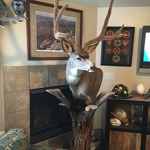 Mule Deer Pedestal Mount Taxidermy