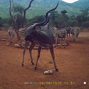 Kudu Trail Cam Pictures South Africa