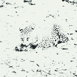 Leopard Hunting India