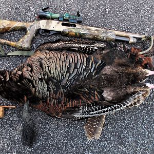 Hunt Turkey in USA