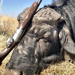 Buffalo Hunting Namibia