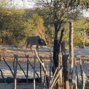 Kudu Rut in Botswana