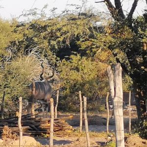 Kudu Rut in Botswana