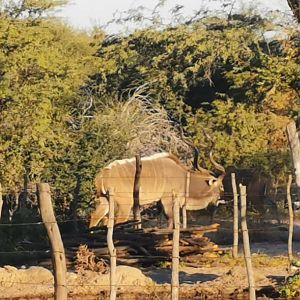 Kudu Rut in Botswana