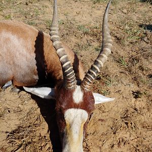 Blesbok Hunt South Africa