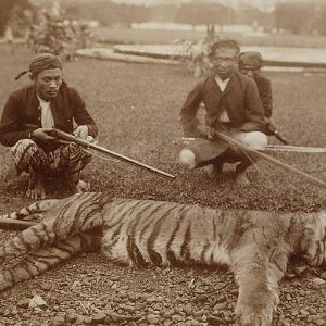 Javanese Tiger hunt in the olden days of the Dutch East Indies