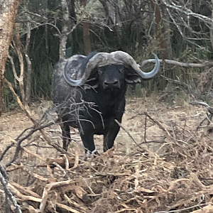 Buffalo On Last Hunting Safari in South Africa